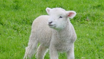 Non à l'exportation d'agneaux Français au Liban