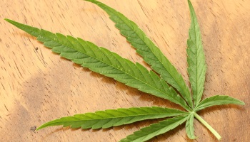 Pour un référendum sur la légalisation du Cannabis !