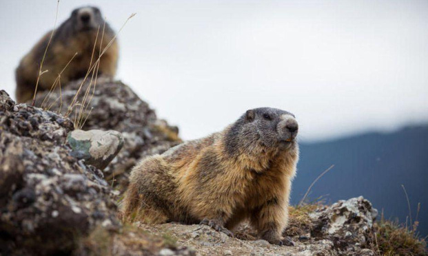 SAUVONS les marmottes d'Albiez-Montrond