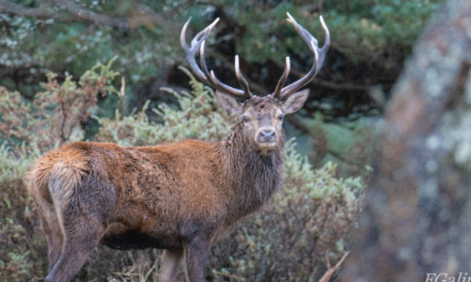 Non à la réouverture de la chasse