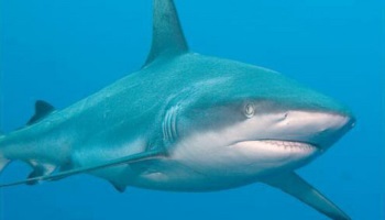 Contre le massacre des requins en Australie et ailleurs !