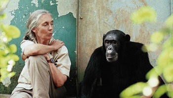 Remercions Jane Goodall qui consacre sa vie à sauver les chimpanzés !