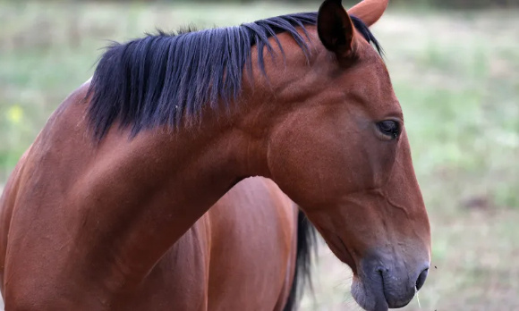 Justice pour ce cheval atrocement mutilé- Sanction forte pour les criminels tueurs de chevaux