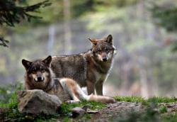 Risque à venir pour les loups en Europe