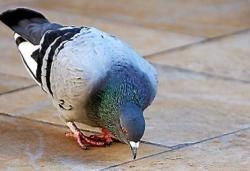 Non au massacre de pigeons à Narbonne !