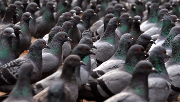 Contre le massacre des pigeons de Pont-Saint-Esprit !