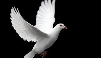 Opposons-nous à une seconde Shoah que cautionne la France