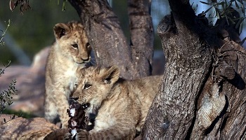 Nouveau scandale au zoo de Copenhague : après Marius, 4 lions euthanasiés !