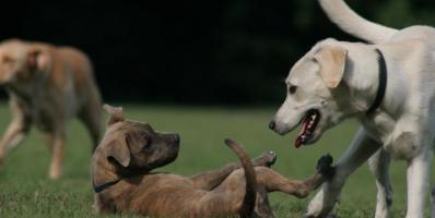 Pour un parc à chiens sur la Rive-Sud de Lévis !