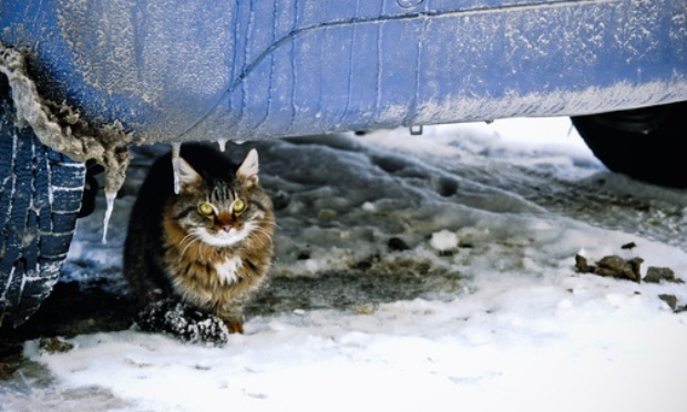 Pour qu'un grand tipi chat ou cabane pour chat soit mis en place à Noisy-le-Sec pour les chats errants