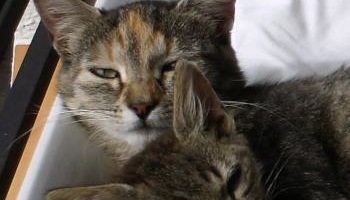 Stop à la saisie et à l'euthanasie par la Fourrière des chats libres aux abords de la Mairie de Claye-Souilly