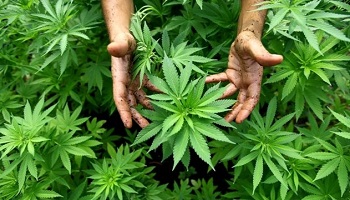 Pour la légalisation du cannabis en France