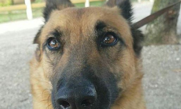 Hommage à Laiko :  abolition de l'euthanasie de complaisance pour propriétaires et vétérinaires