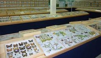 Sauvons notre patrimoine, sauvons le Musée des insectes de Peyruis !