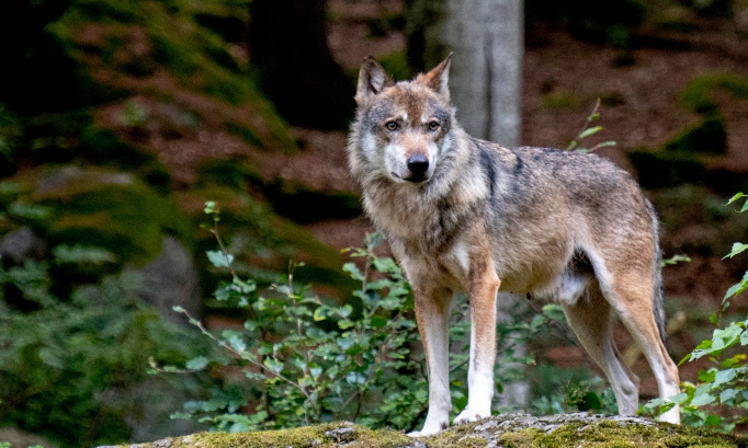 Exigeons de connaître la vérité sur l'abattage du loup "Papillon"; exigeons un RÉFÉRENDUM SUR LA NOMINATION DES PRÉFETS !