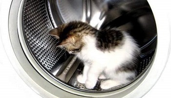 Peine insuffisante : révision du procès pour la personne qui a tué son chat dans une machine à laver