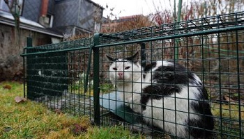 Non à la campagne de capture des chats errants à Mérignac