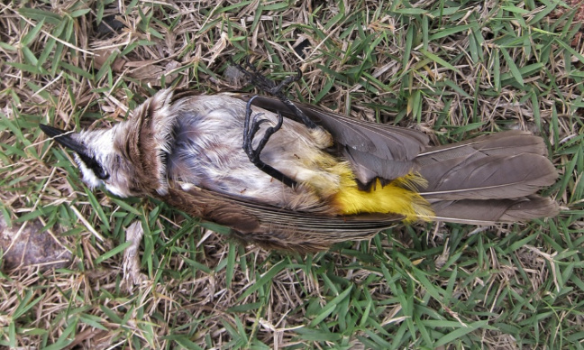 Sauvons les oiseaux : stop à l’usage des pesticides.