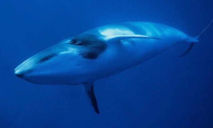Sauvons la baleine de Minke coincée par des filets de pêche au Japon depuis 12 jours!