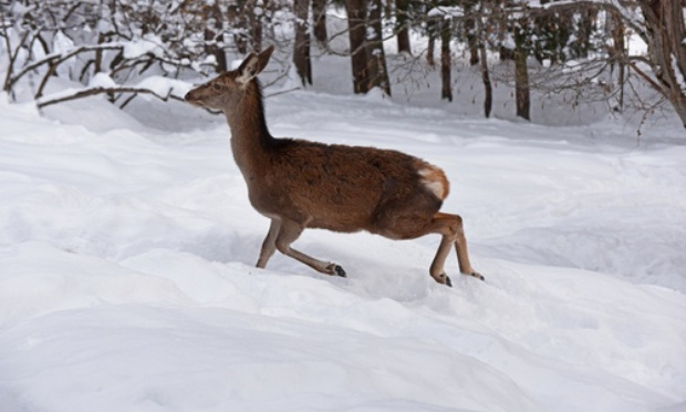 Stop aux battues organisées autour du gros gibier par temps de neige, faciles à localiser et à abattre grâce à leurs empreintes dans la neige, aidées par le flair des meutes de chiens !