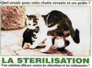 Mobilisons-nous pour sauver les chats de Hombourg-Haut , Freyming-Melebach, et Saint-Avold