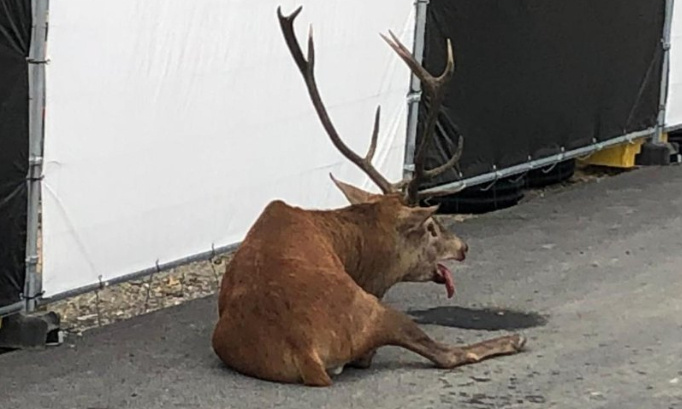 INTERDICTION DE LA CHASSE À COURRE ET DE LA CHASSE TOUT COURT