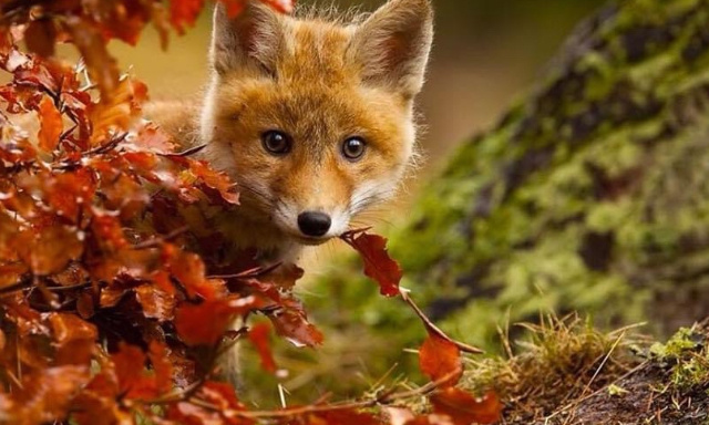 STOP À LA CHASSE AUX RENARDS