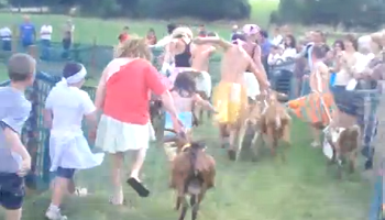 Non aux courses de chèvres à La Chamba les 26 et 27 juillet !