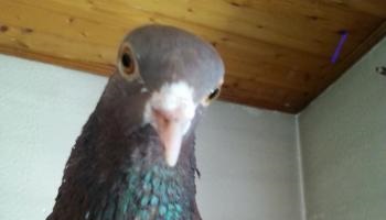 Stop à Genève aux euthanasies abusives d'oiseaux en sauvetage !