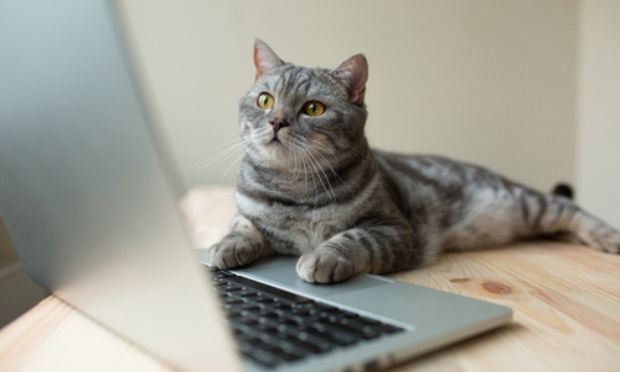 Stop aux ventes de chiens et de chats sur internet