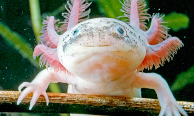 L'interdiction à la commercialisation des axolotls en animalerie