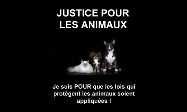 Module obligatoire de " sensibilisation aux droits des animaux" pour les futur(e)s juges en France