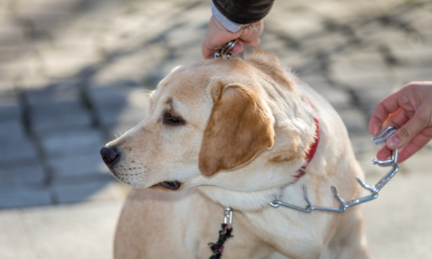 Pour l'interdiction des colliers étrangleurs, véritable outil de torture pour les chiens.