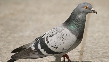 Non au massacre de pigeons à Artigat