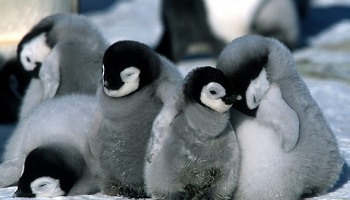 Sauvons les pingouins !