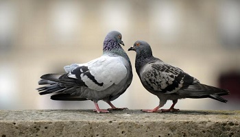 Halte au massacre des pigeons ordonné par la Mairie de Lasbordes (11)