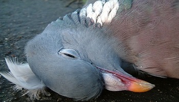 Halte au massacre des pigeons à Saint-Étienne-de-Montluc