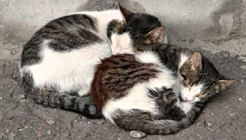 Pour que la ville d'Agen adopte une politique de stérilisation des chats des rues