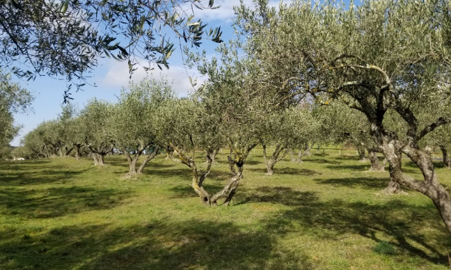 Refus de bétonnage dans l'oliveraie de Saint-Bénézet  (Gard)
