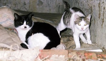 Annulation des captures de chats libres à Montauban (82) du 1er au 4 septembre 2014