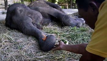 Halte au massacre dans le zoo de Surabaya en Indonésie.