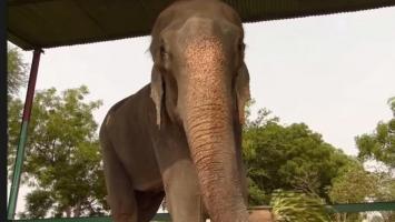 L'éléphant Raju ne doit pas retourner à ses anciens propriétaires!