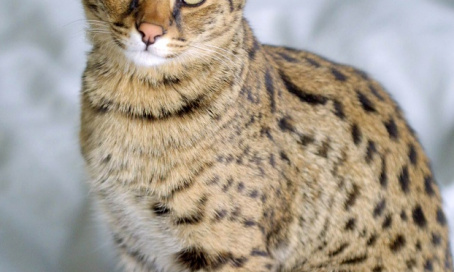 Le droit &agrave; la possession de chats hybrides