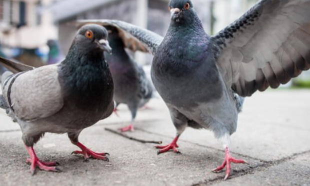 Laisser vivre nos pigeons dans des pigeonniers libres