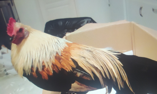 Appel &agrave; dissoudre la France insoumise