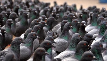 Stop à la barbarie de la commune de Visé en Belgique envers les pigeons