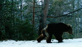 Oui au lâcher d'ourses dans les Pyrénées Atlantiques !