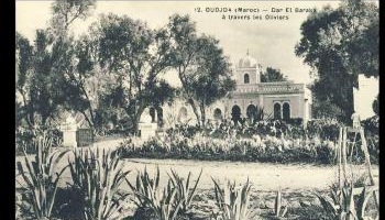 Arrêtez le massacre des Oliviers de la ville d'Oujda