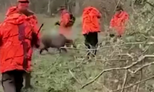 Condanner le tueur de hercule le sanglier