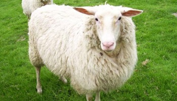 Plus de sévérité envers les éleveurs de moutons en montagne